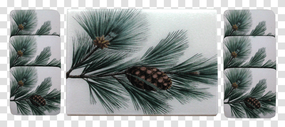 Mexican Pinyon, Tree, Plant, Conifer, Bird Transparent Png