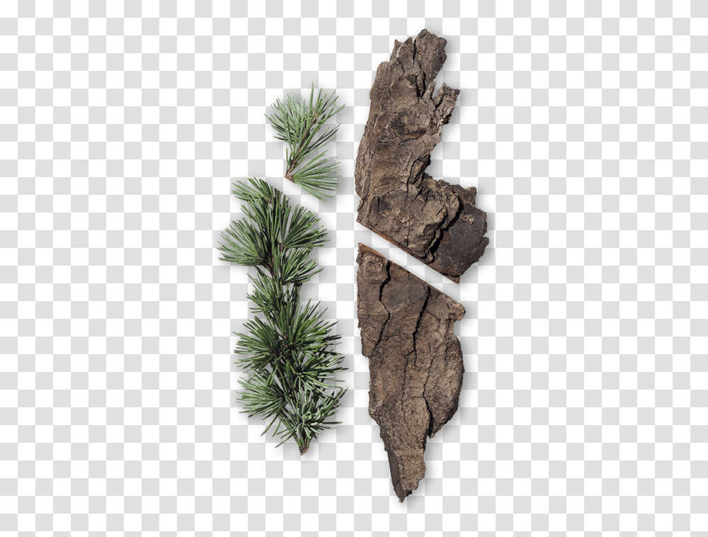 Mexican Pinyon, Tree, Plant, Conifer, Pine Transparent Png