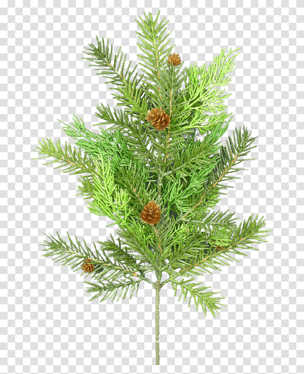 Mexican Pinyon, Tree, Plant, Conifer, Spruce Transparent Png