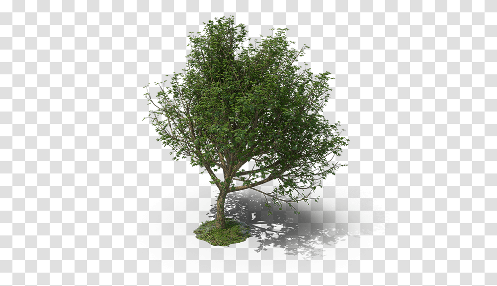 Mexican Pinyon, Tree, Plant, Conifer, Tree Trunk Transparent Png