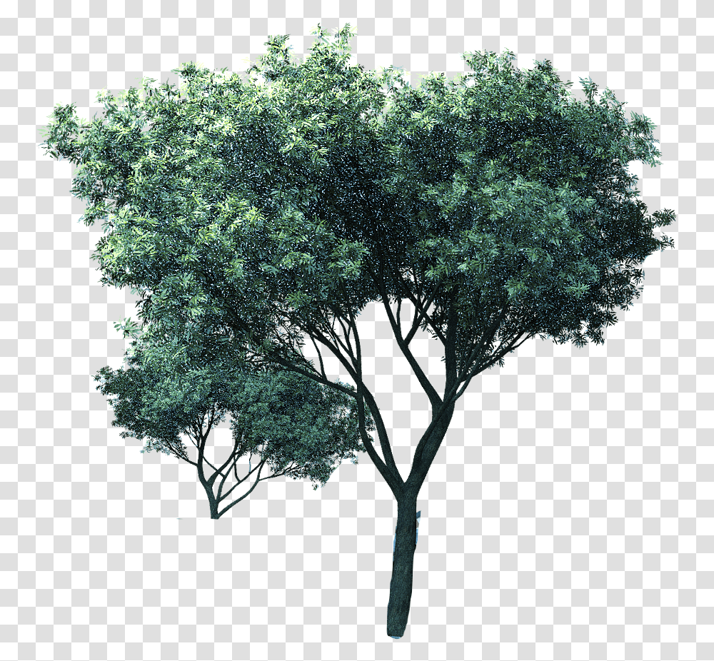 Mexican Pinyon, Tree, Plant, Oak, Maple Transparent Png