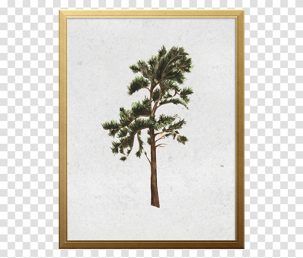 Mexican Pinyon, Tree, Plant, Tree Trunk, Conifer Transparent Png