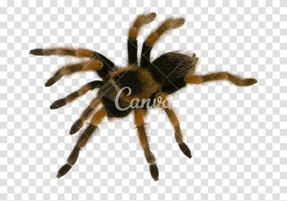Mexican Redknee Tarantula, Animal, Insect, Invertebrate, Bird Transparent Png