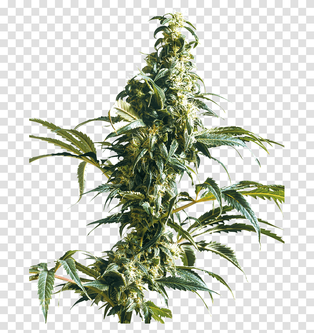 Mexican Sativa, Plant, Hemp, Weed Transparent Png