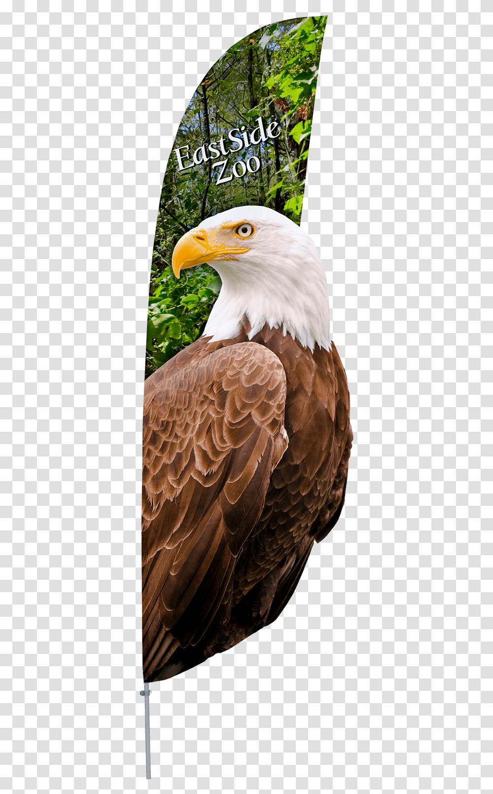 Mexico Flag Eagle, Bird, Animal, Bald Eagle, Beak Transparent Png