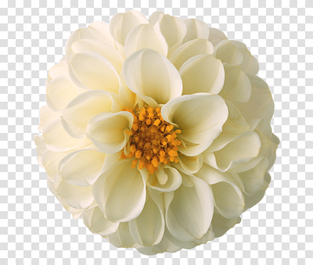 Mi Artista Favorito Es Flores Para Photoscape, Dahlia, Flower, Plant, Blossom Transparent Png