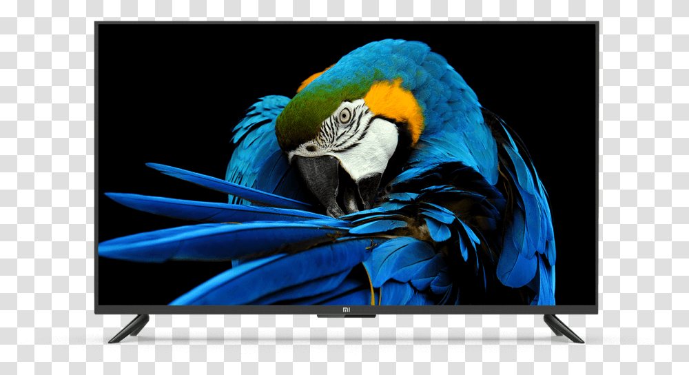Mi Led Tv 4a Pro, Macaw, Parrot, Bird, Animal Transparent Png