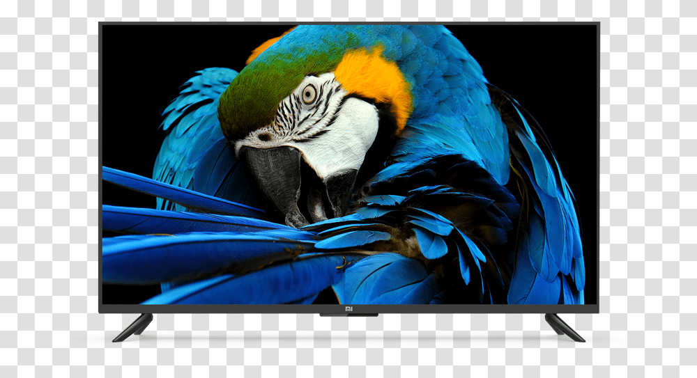 Mi Ledsmarttv4apro49 Mi India Mi Bird Tv, Macaw, Parrot, Animal Transparent Png