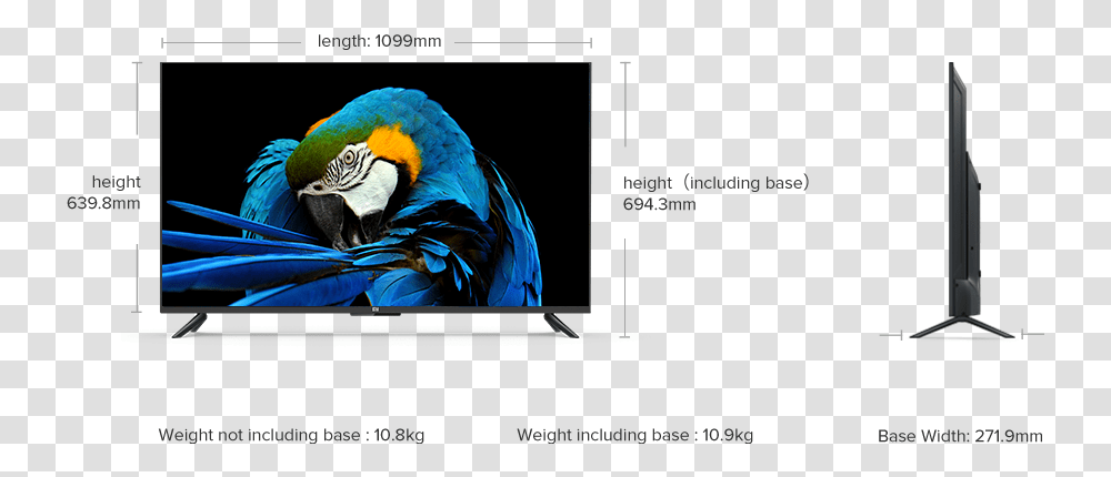 Mi Tv 49 Inch Size, Animal, Bird, Beak, Person Transparent Png