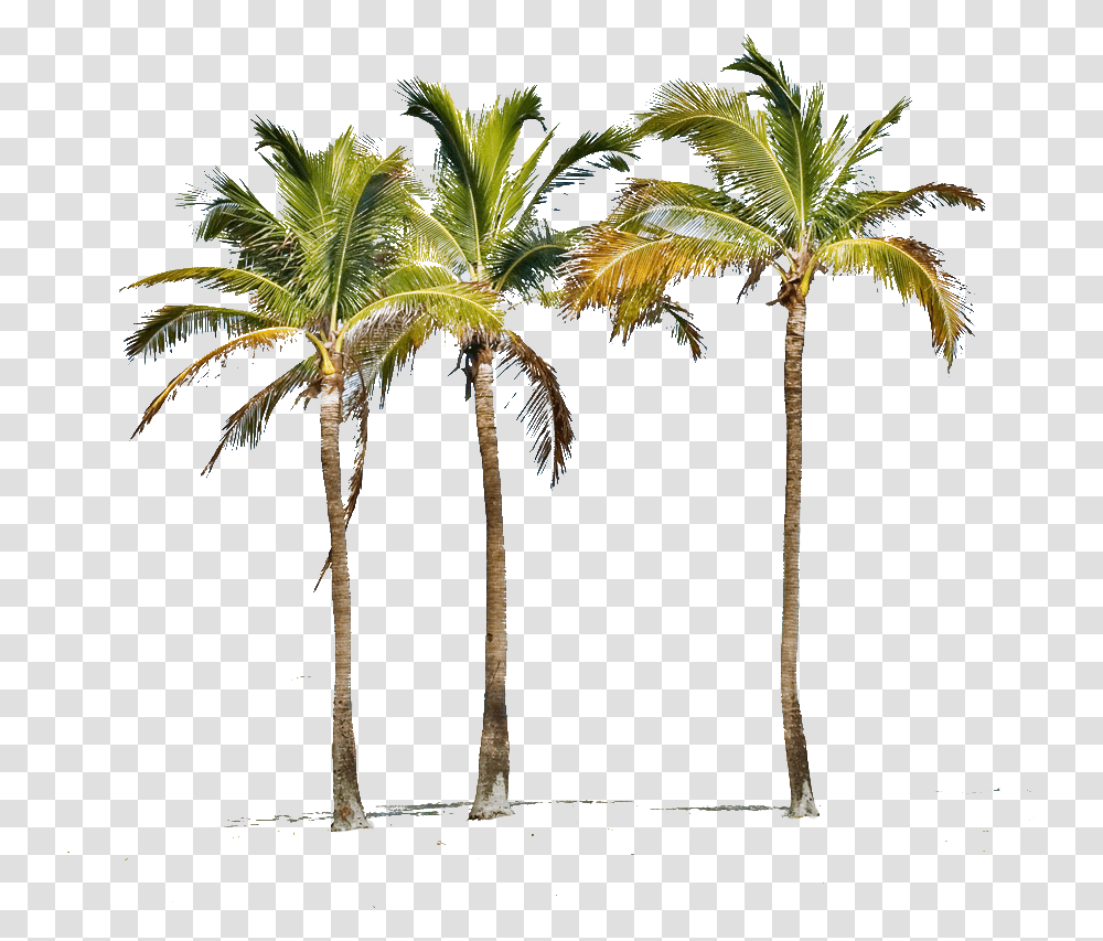 Miami Palm Tree, Plant, Arecaceae, Tropical, Annonaceae Transparent Png