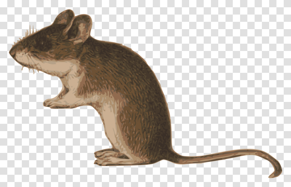 Mice Clipart Mouse Tail Free Background Mouse Animal, Rodent, Mammal, Bird, Rat Transparent Png