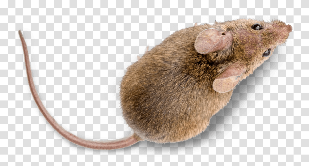Mice Pest Control Treatment From Sudden Death Marsh Rice Rat, Rodent, Mammal, Animal, Pet Transparent Png