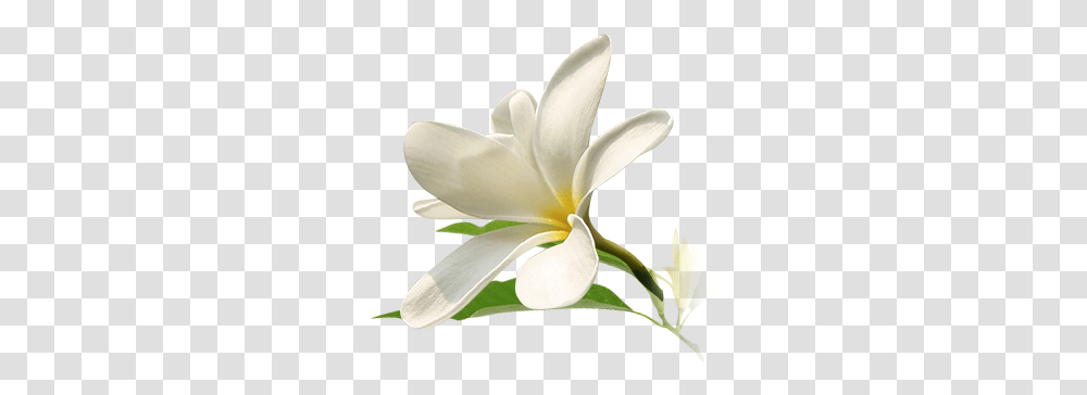 Michelia Champaca Flower, Plant, Lily, Blossom, Petal Transparent Png