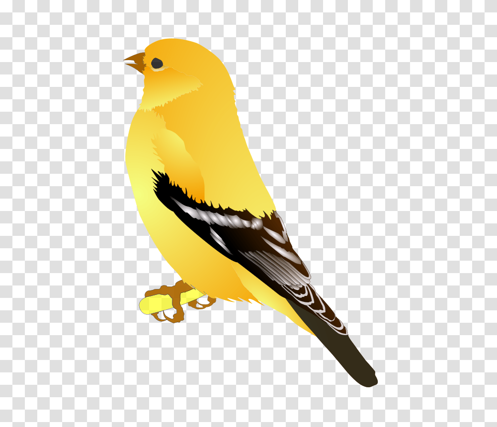 MichowwTru Gold Finch, Animals, Bird, Canary Transparent Png