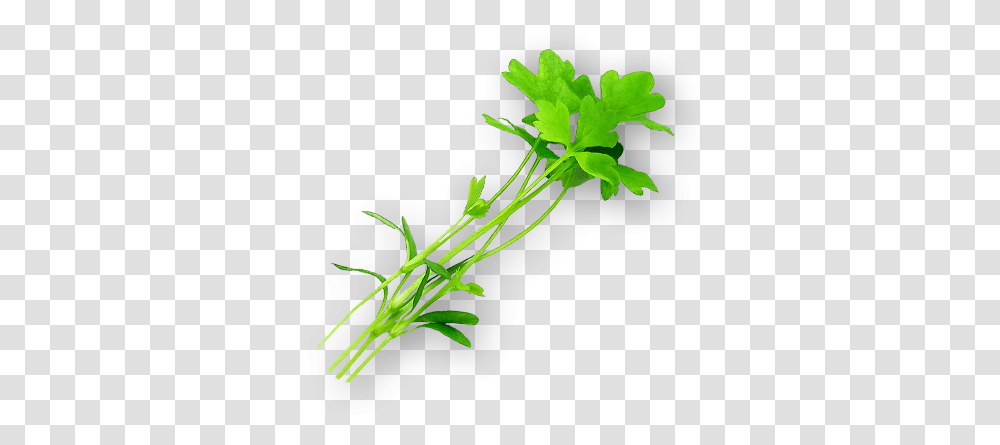 Micro Celery Grass, Vase, Jar, Pottery, Plant Transparent Png