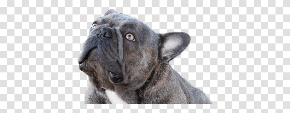 Micro Egzotic French Bulldog, Pet, Canine, Animal, Mammal Transparent Png