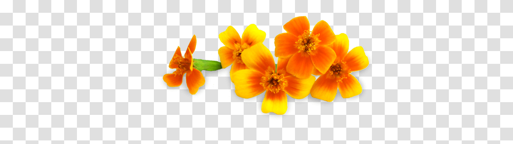 Micro Marigolds Lovely, Plant, Pollen, Flower, Blossom Transparent Png