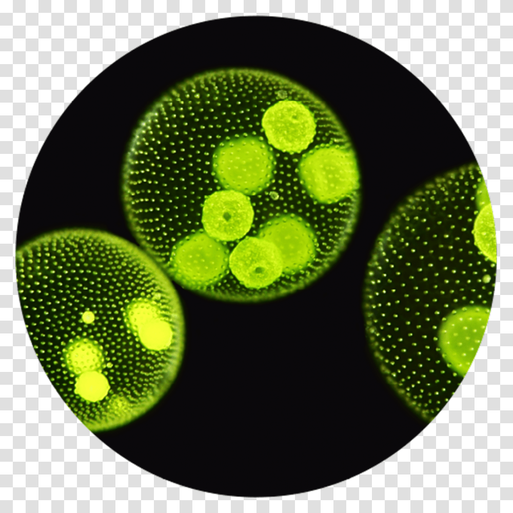 Microalgae Microscope View Image Algae Evolve Sexual Reproduction, Green, Plant, Sphere Transparent Png