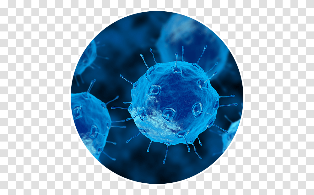 Microbes Bacteria, Sphere, Animal, Astronomy, Outer Space Transparent Png