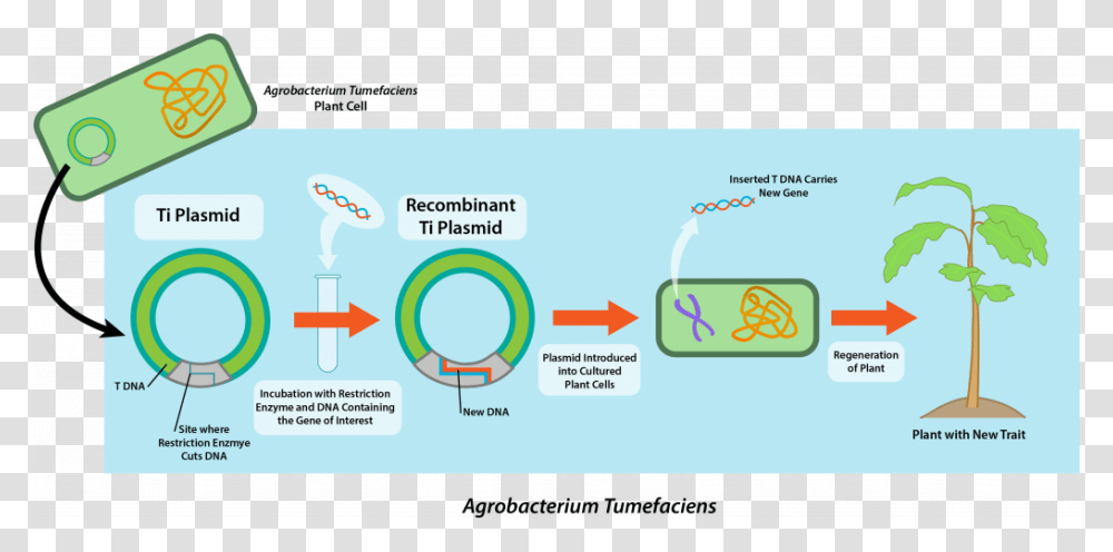 Microbes In Genetic Engineering, Plot, Diagram, Plan Transparent Png