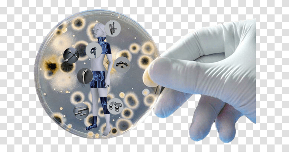 Microbes In Petri Dish, Person, Human, Doctor Transparent Png