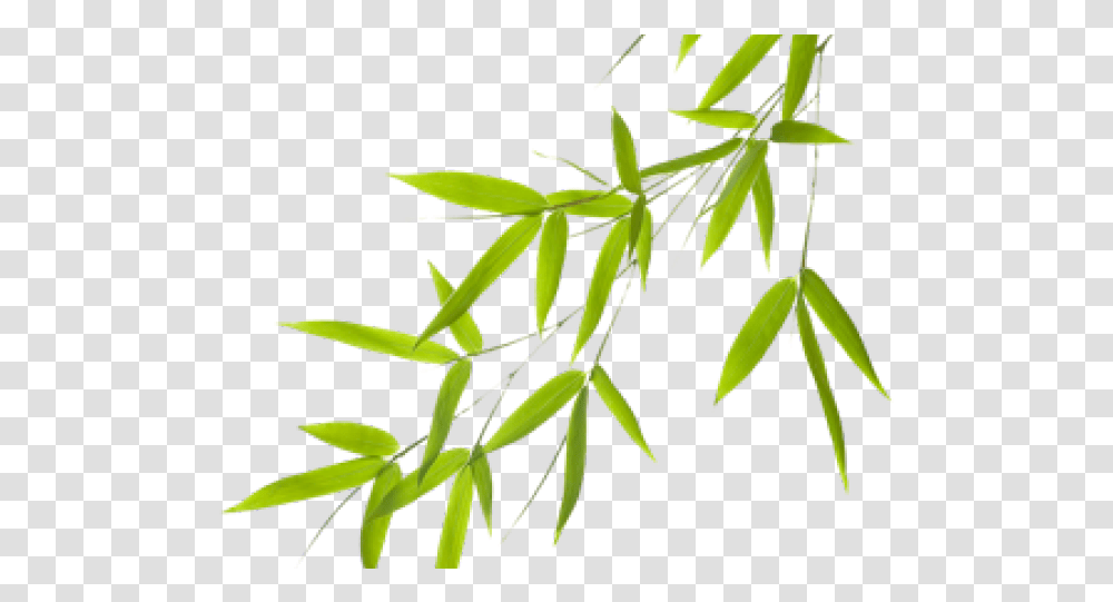 Microsoft Powerpoint, Plant, Leaf, Tree, Vegetation Transparent Png