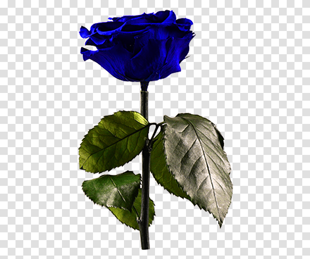 Midnight BlueData Rimg LazyData Rimg Scale Blue Rose, Plant, Leaf, Flower, Blossom Transparent Png