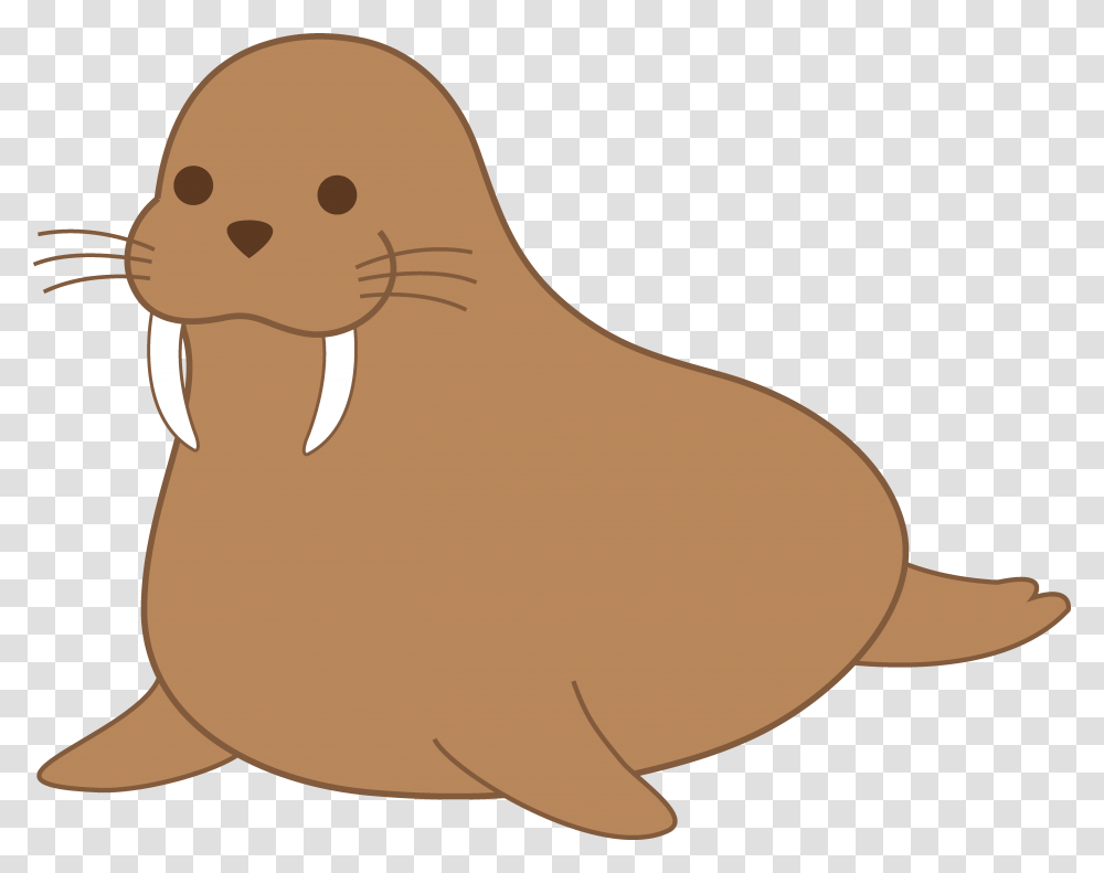 Midnight, Walrus, Mammal, Sea Life, Animal Transparent Png