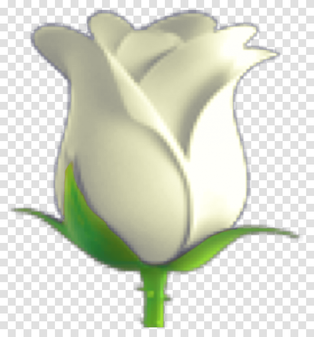 Might Need To Redo This White Rose Emoji, Plant, Petal, Flower, Blossom Transparent Png