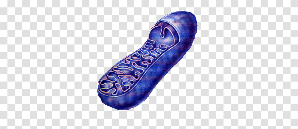Mighty Mitochondria, Cushion, Shoe, Hair Slide Transparent Png