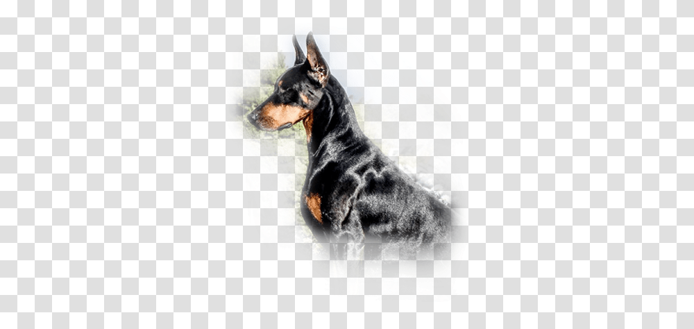 Mikadobe Doberman Pinschers Dobermann, Dog, Pet, Canine, Animal Transparent Png