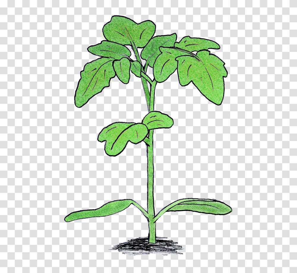 Mike Roberts, Plant, Leaf, Tree, Flower Transparent Png