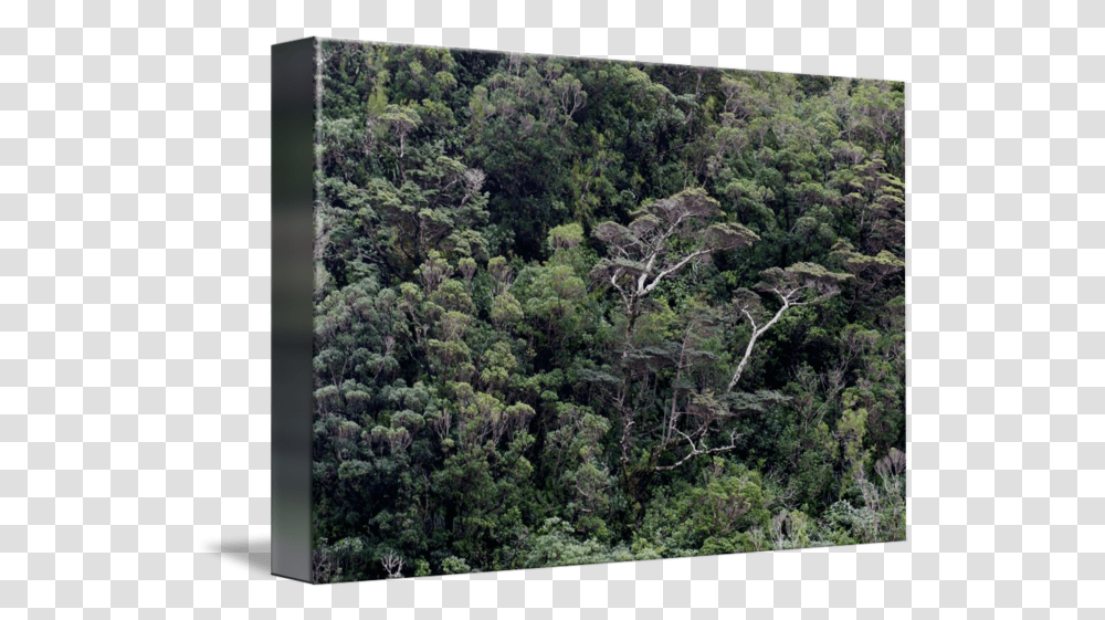 Milford Sound Tree Canopy Forest, Vegetation, Plant, Rainforest, Land Transparent Png