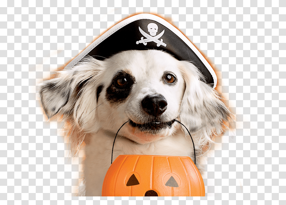 Milk Bone Study Shows Dogs Are Ultimate Trick Or Treaters Trick Or Treating Dog, Pumpkin, Vegetable, Plant, Food Transparent Png