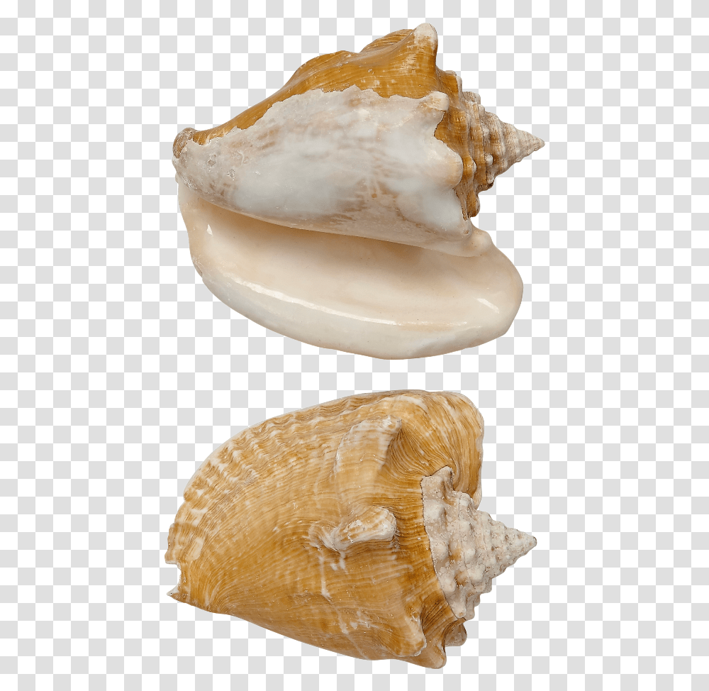 Milk Conch Shell Seashell 5 6 Seashell, Invertebrate, Sea Life, Animal, Fungus Transparent Png