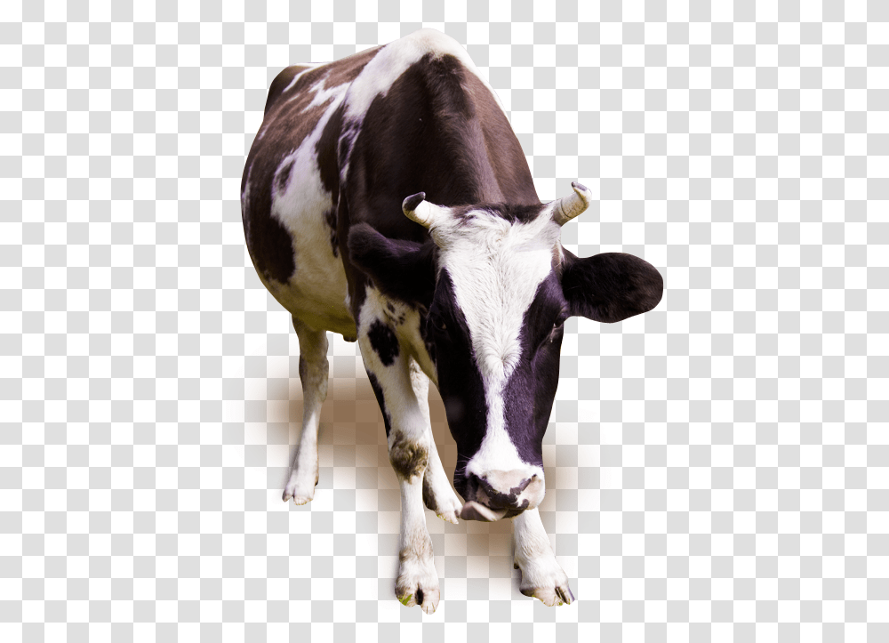 Milk Cow Cow Running, Cattle, Mammal, Animal, Bull Transparent Png