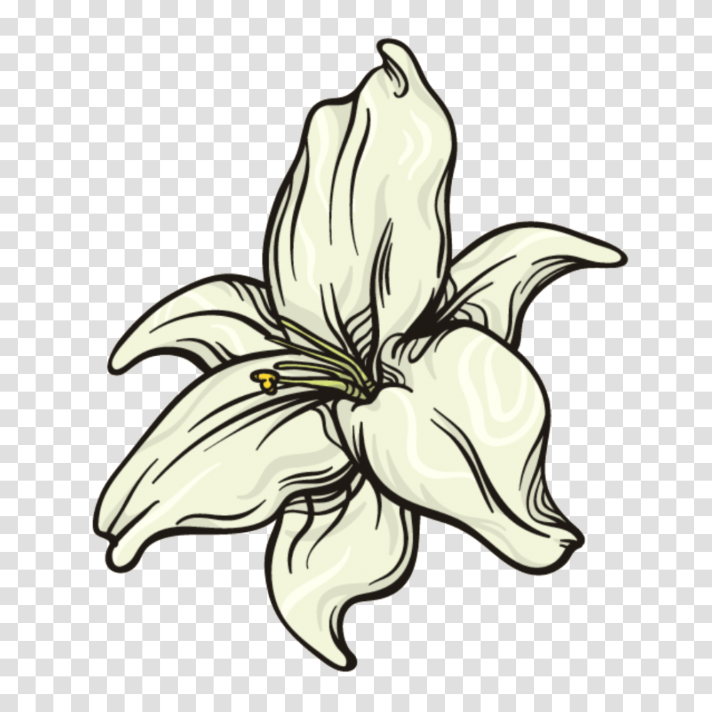 Milk Flower Free Download Vector, Plant, Blossom, Lily, Petal Transparent Png