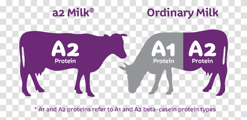 Milk, Mammal, Animal, Cow, Cattle Transparent Png