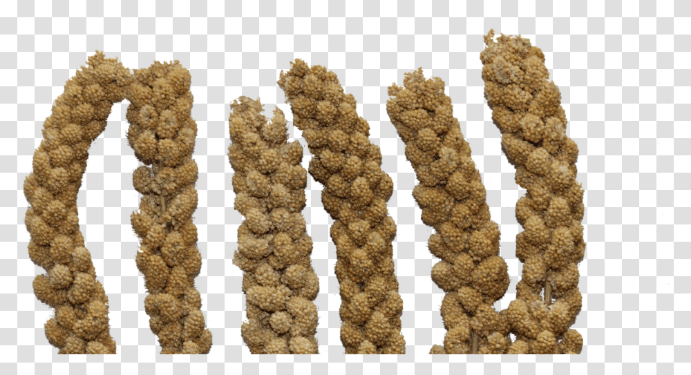 Millet Spray Bird Seed Natural Cereal Kasza Jaglana Z Czego, Plant, Rug, Pollen, Food Transparent Png