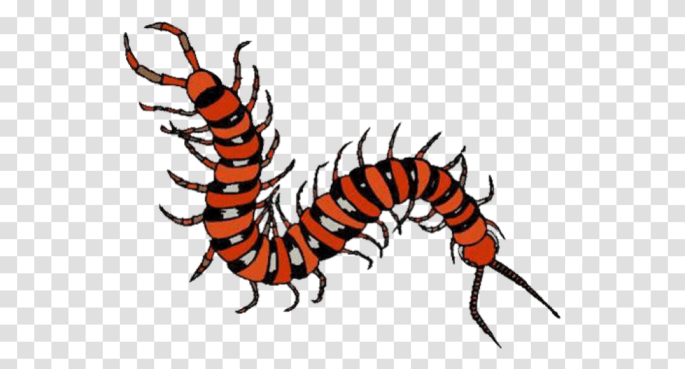 Millipede Clipart Tennessee, Animal, Invertebrate, Worm, Wildlife Transparent Png