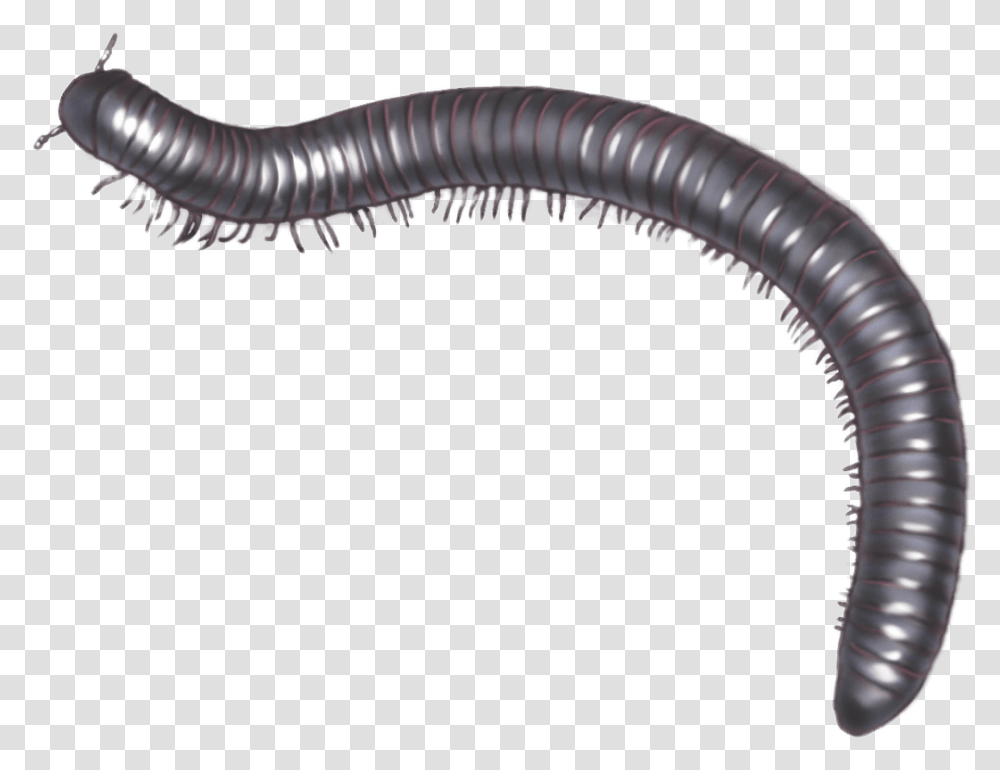 Millipede Illustration Millipede, Animal, Invertebrate, Worm, Hose Transparent Png