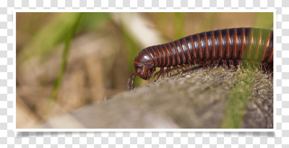 Millipedes, Insect, Invertebrate, Animal, Cockroach Transparent Png