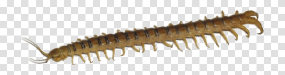 Millipedes, Screw, Machine, Animal, Invertebrate Transparent Png