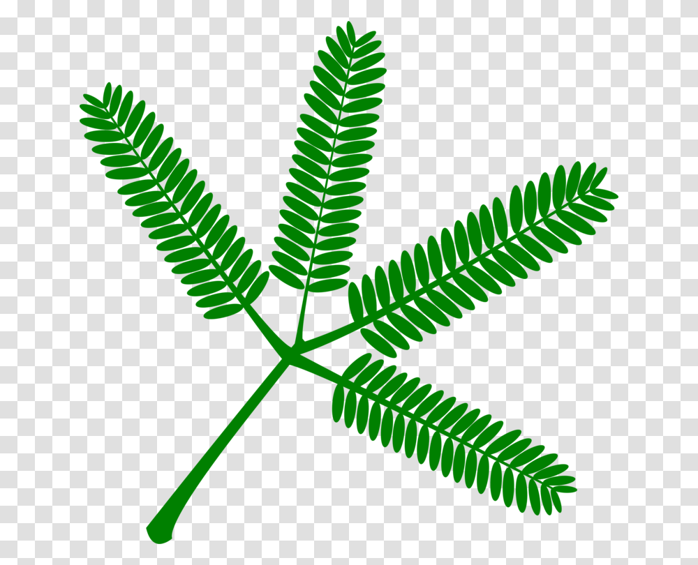 Mimosa Pudica Vascular Plant Persian Silk Tree Plants Free, Leaf, Green, Weed, Soil Transparent Png