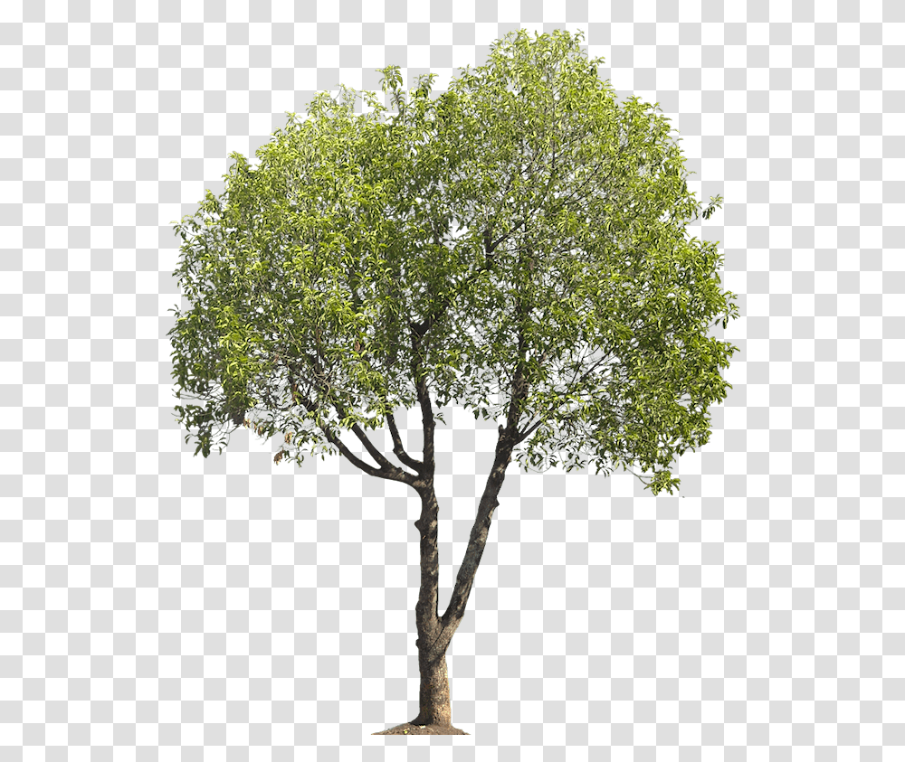 Mimusops Elengi Tree For Architect, Plant, Tree Trunk, Cross, Leaf Transparent Png