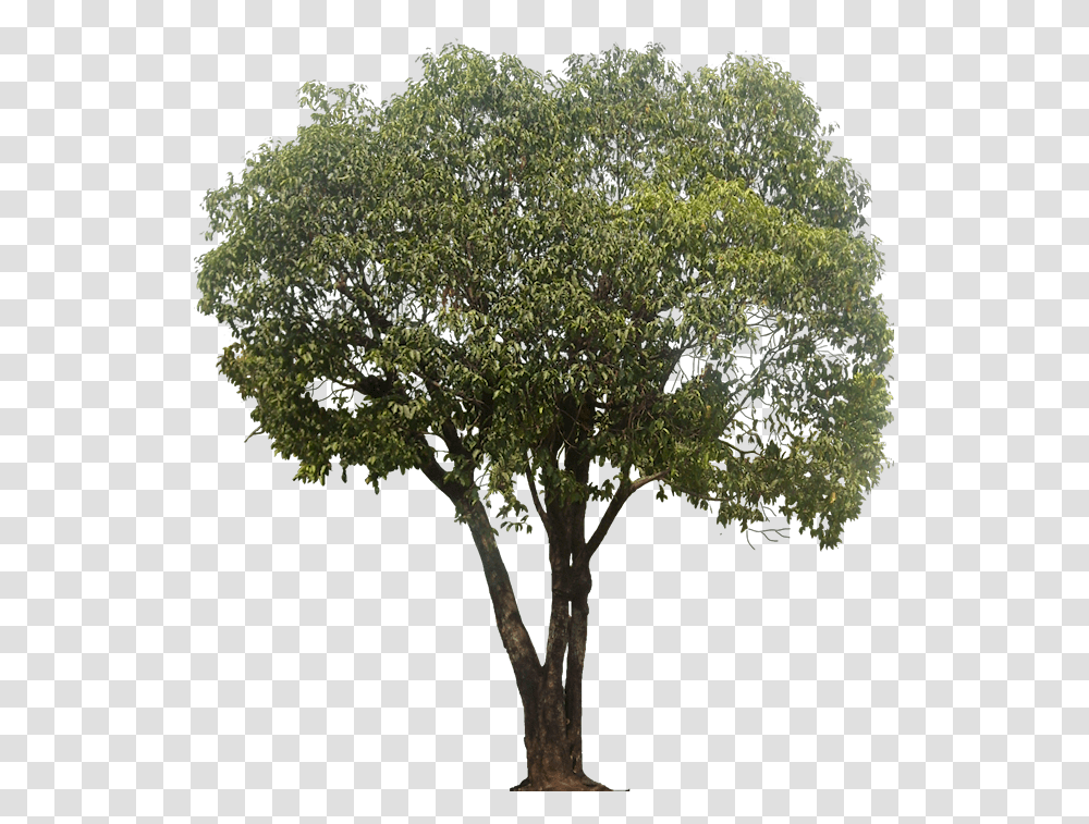 Mimusops Elengi Tree, Plant, Tree Trunk, Fir, Abies Transparent Png