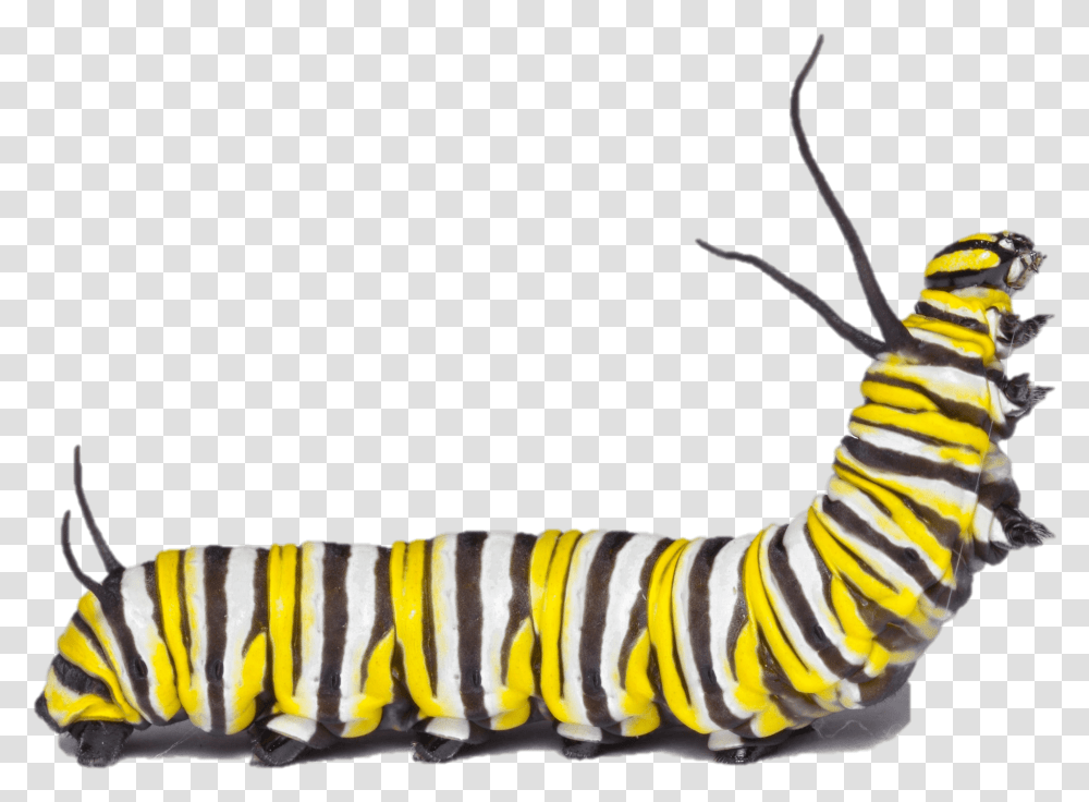 Min Monarch Caterpillar, Invertebrate, Animal, Tiger, Wildlife Transparent Png