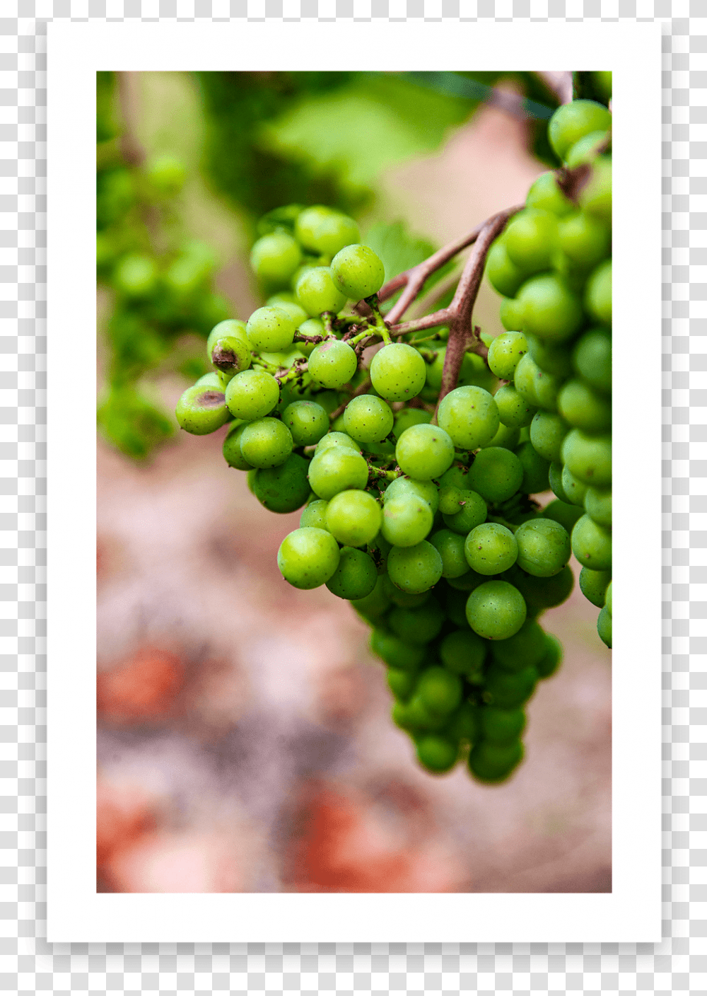 Min Seedless Fruit, Plant, Grapes, Food Transparent Png