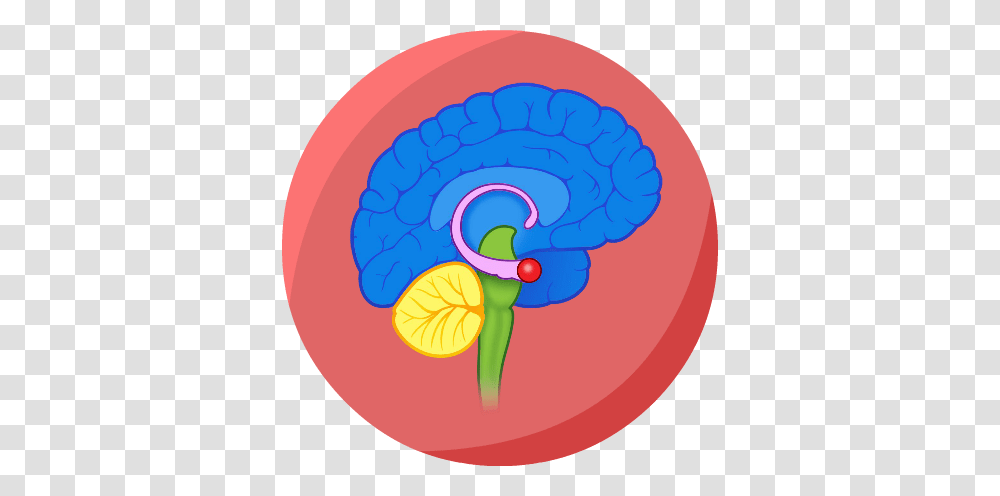 Mind Clipart Brain Thinking, Food, Sweets, Confectionery, Lollipop Transparent Png