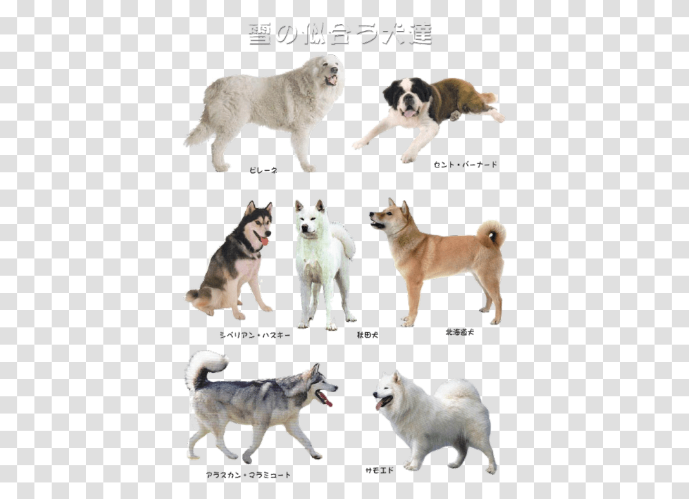 Mine Dogs Pups Doge Canadian Eskimo Dog, Pet, Canine, Animal, Mammal Transparent Png